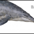 Mosasaurus swimming - marine reptile print image