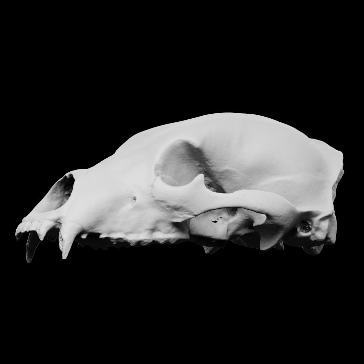 Brown Bear skull image