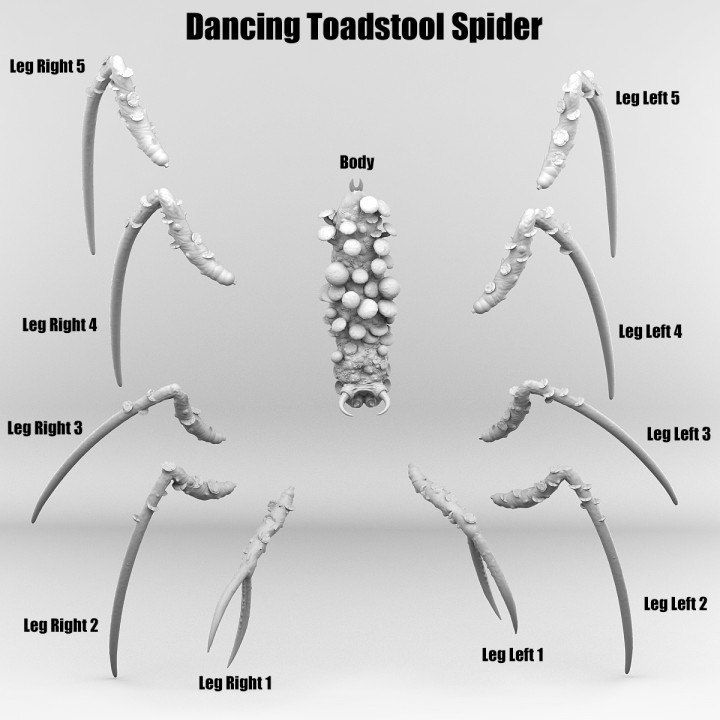 DANCING TOADSTOOL SPIDER image