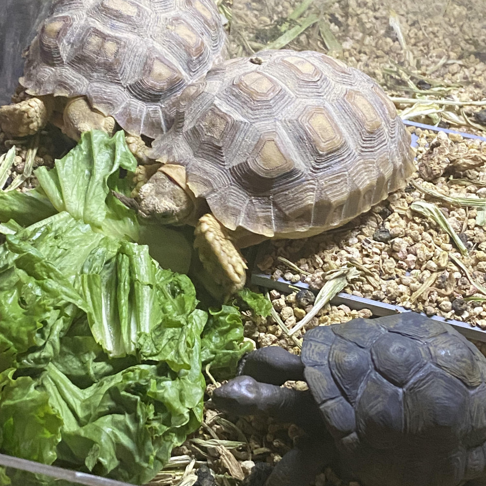 3D Printable Aldabra giant tortoise by Green Isand Pet