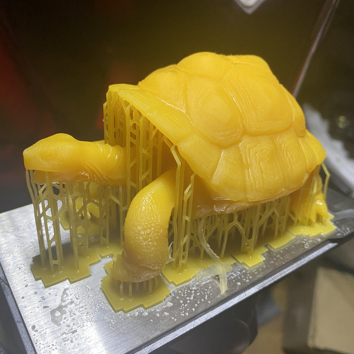 3D Printable Aldabra giant tortoise by Green Isand Pet