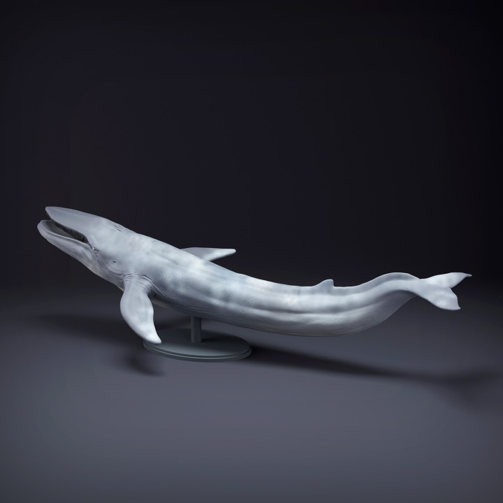 Blue Whale-Mouth Open image