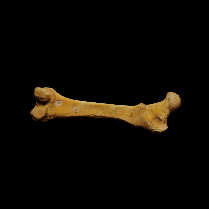 Femur of a Cave Bear