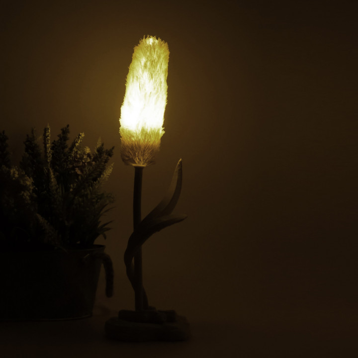 Setaria lamp image
