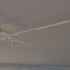 Pteranodon Skeleton print image