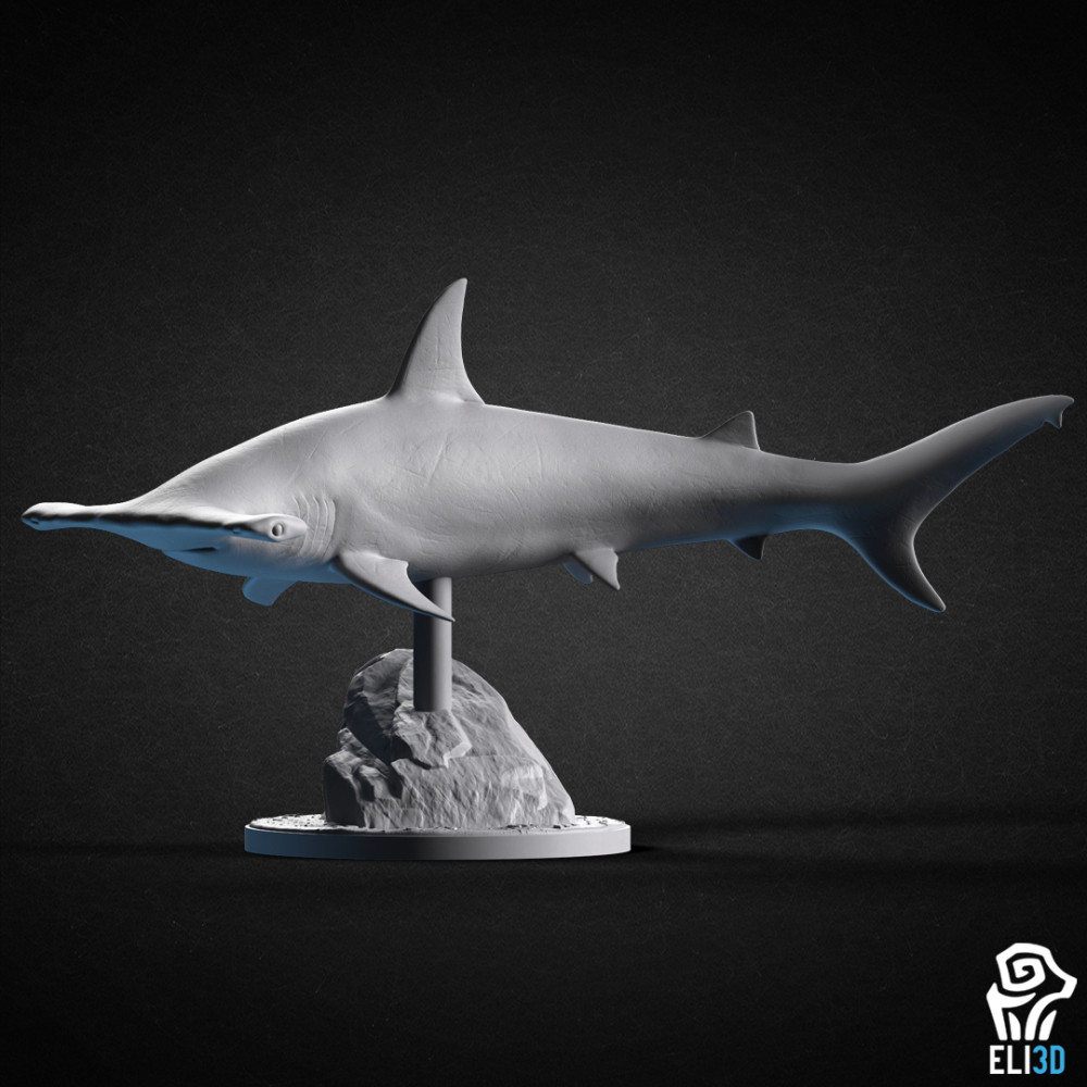 1000X1000-hammerhead-shark.jpg