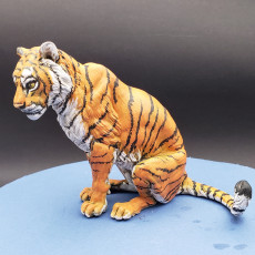 Picture of print of Bengal Tiger Sit