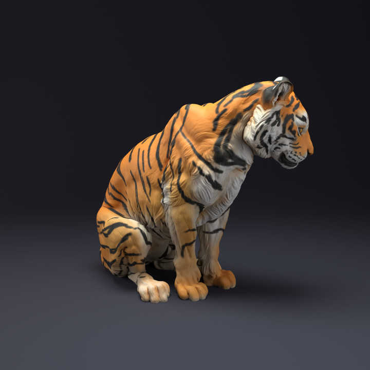 Bengal Tiger Sit image