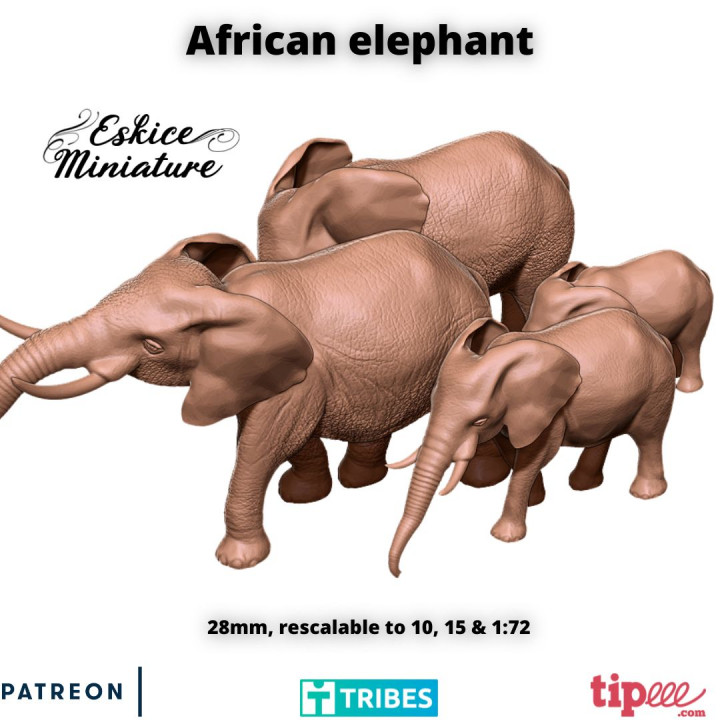 African elephant - 28mm