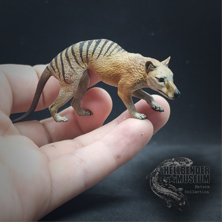 3d Printable Thylacine Tasmanian Tiger Thylacinus Cynocephalus By Hellbender Museum