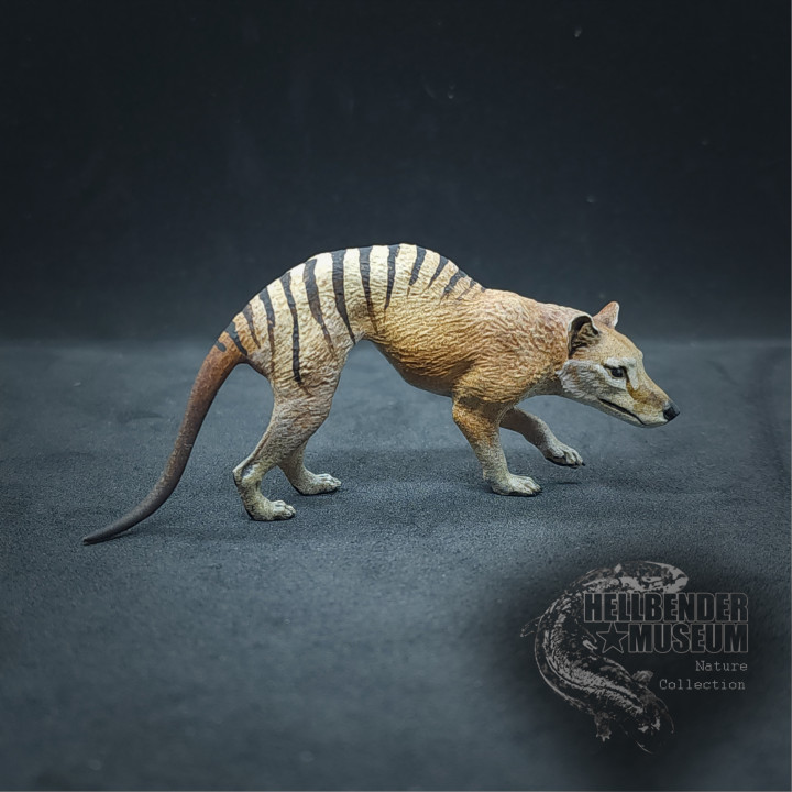 3d Printable Thylacine Tasmanian Tiger Thylacinus Cynocephalus By Hellbender Museum