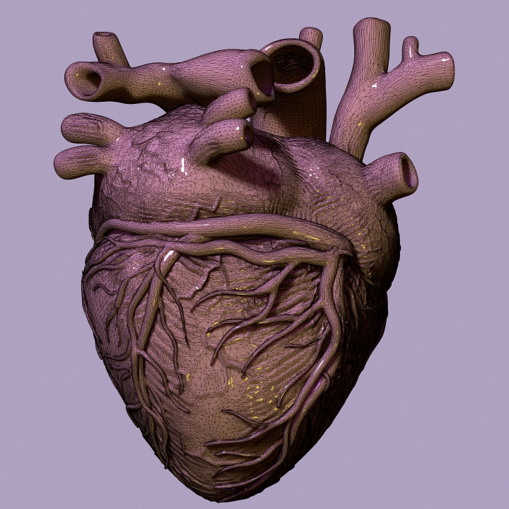 3D Printable human heart by Viktoriya Kabanova for Free Printable Pictures Of The Human Heart
