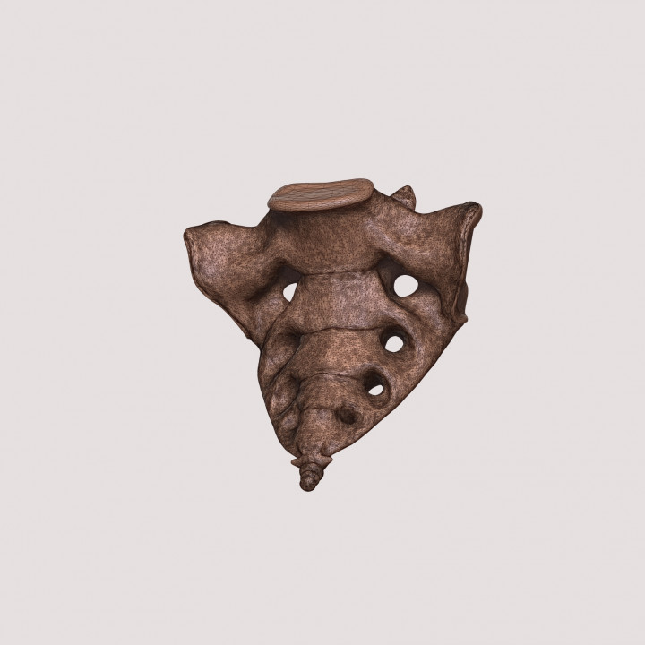 vertebrae and sacrum for 3d printing image