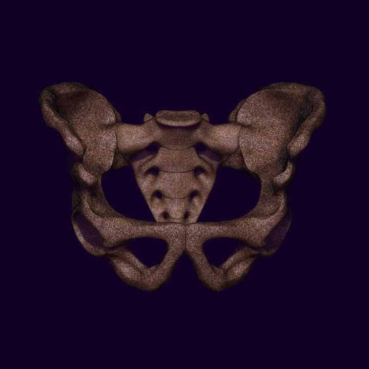 human pelvis image