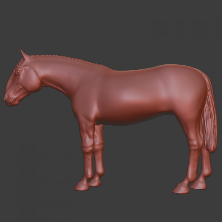 Kladruber, heavy warmblood horse image