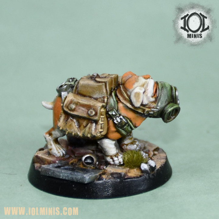 Bogey the tactical Bulldog