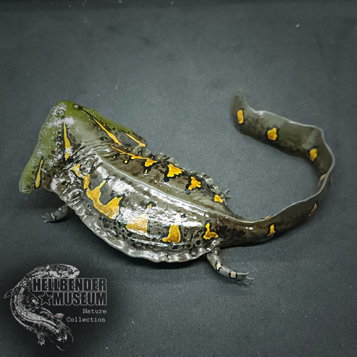 3D Printable Diplocaulus magnicornis Presupported by Hellbender Museum