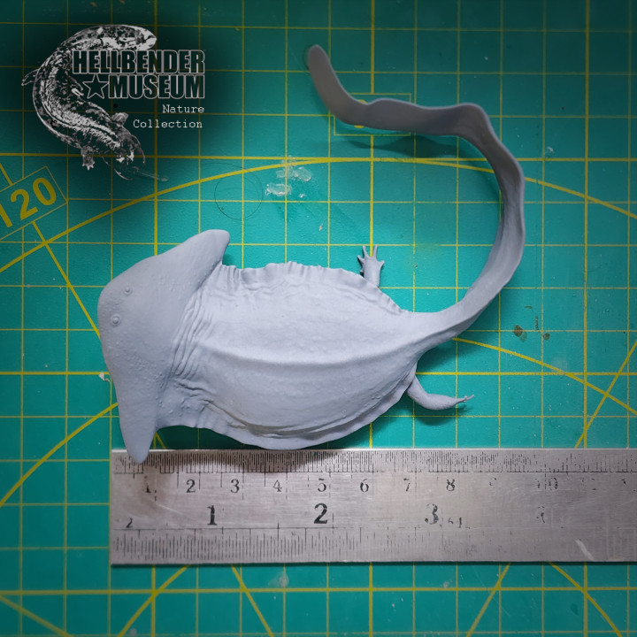 3D Printable Diplocaulus magnicornis Presupported by Hellbender Museum