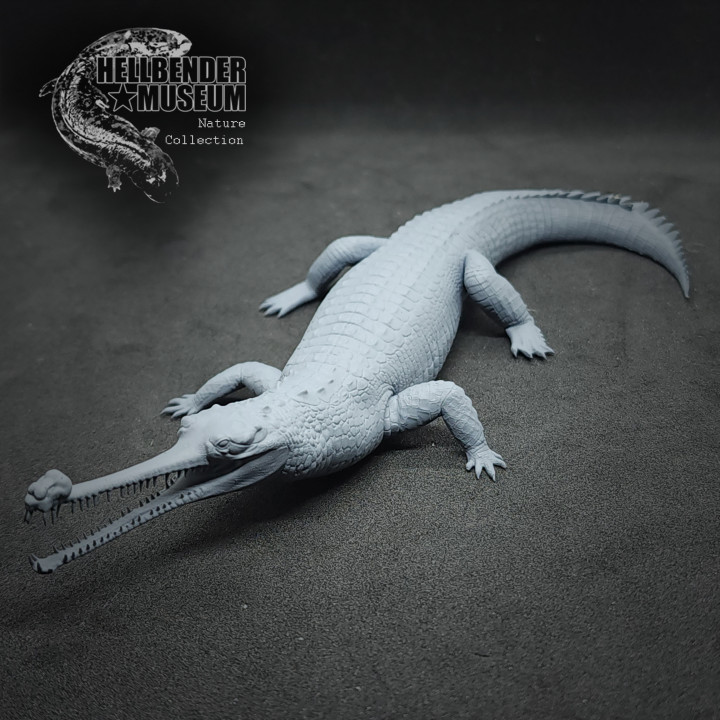 Indian Gharial Gavialis gangeticus Presupported
