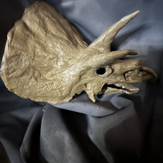 Picture of print of Triceratops skull