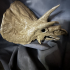 Triceratops skull print image