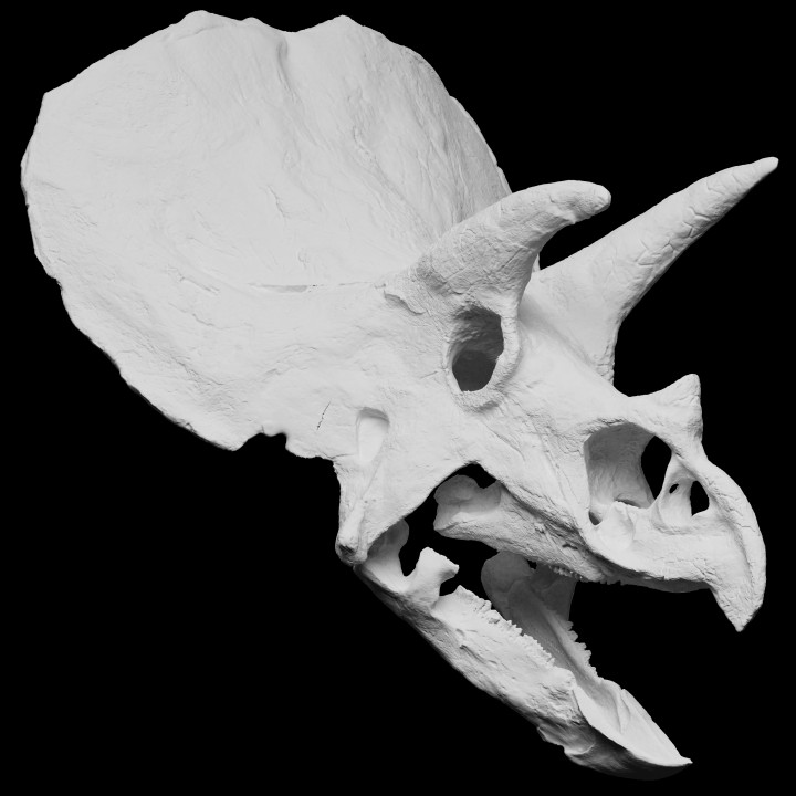 Triceratops skull image