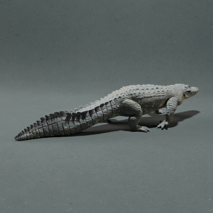 American Alligator image