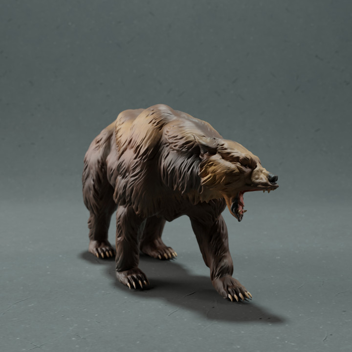 Grizzly Bear image