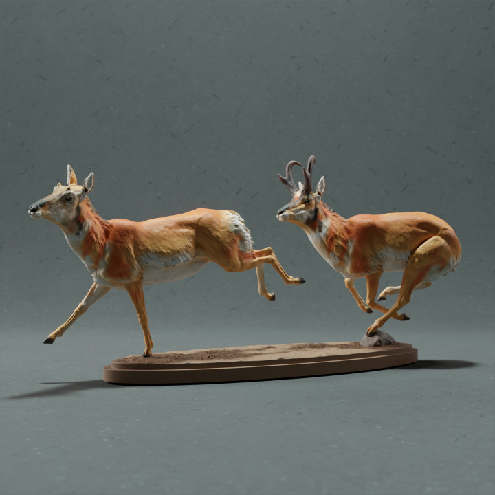 Pronghorn Antelope - Chase image