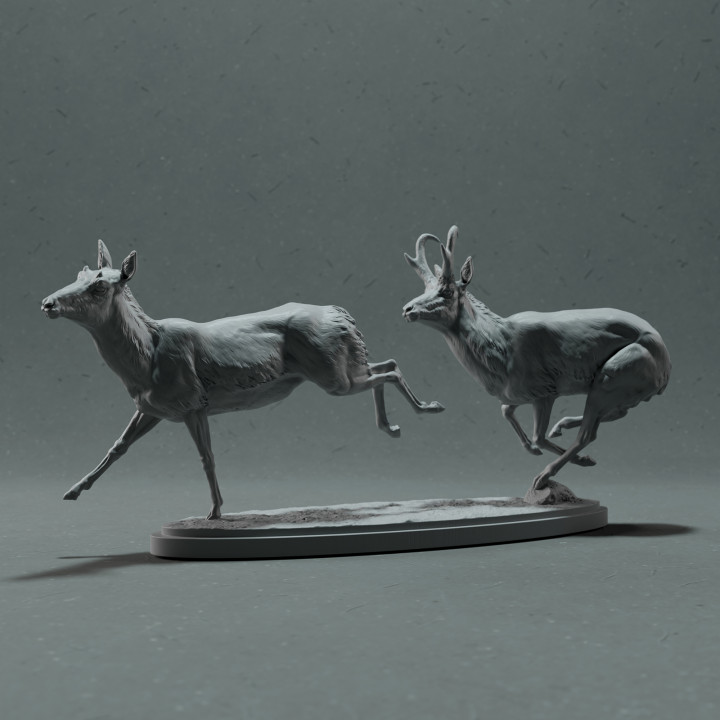 Pronghorn Antelope - Chase image