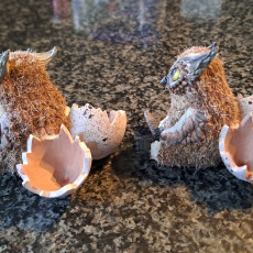 Owlbear Baby Hatched / Owl Bear Hybrid / Wild Animal Beast / Forest Encounter