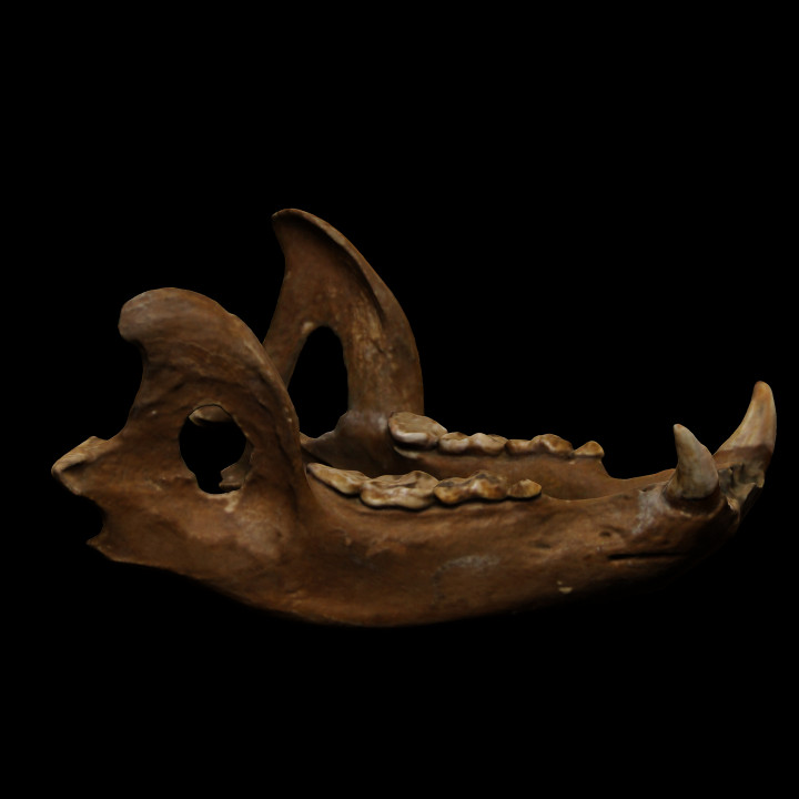 Pierced jaw of a brown bear found in Ledro image