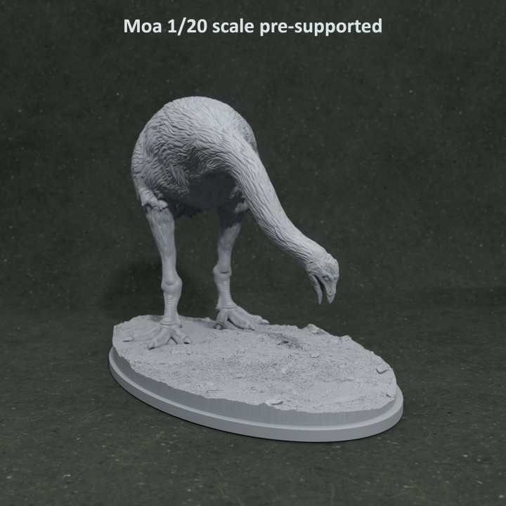 Moa eating 1-20 scale pre-supported prehistoric bird image