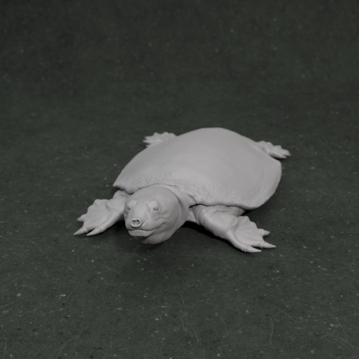 Apertotemporalis 1-35 scale pre-supported prehistoric turtle