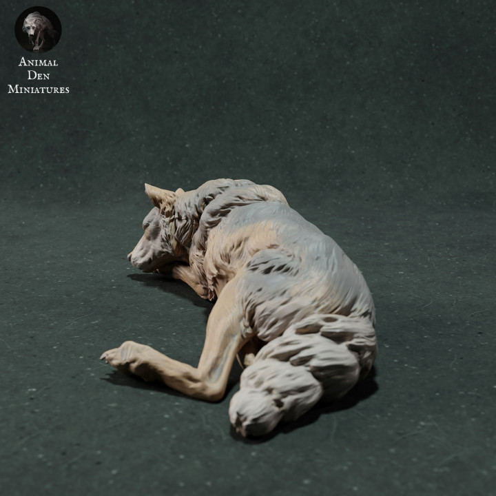 Iberian Wolf Sleep image