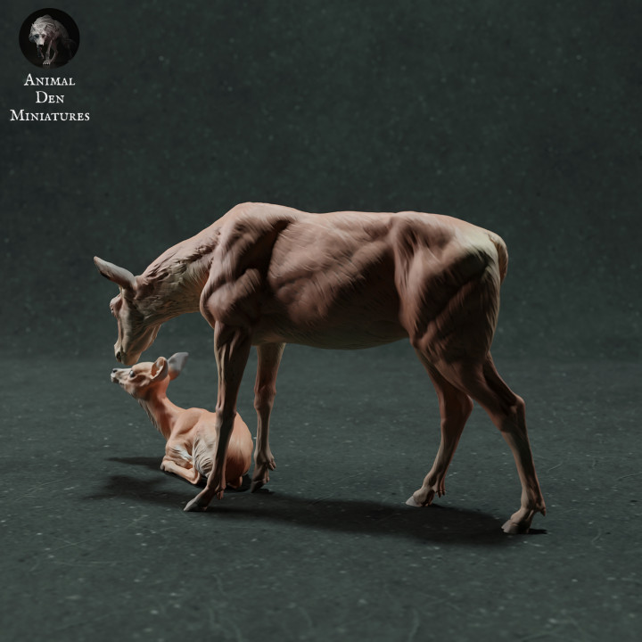 Red Deer Hind and Fawn