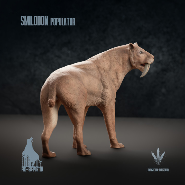 Smilodon populator : The Saber-toothed Cat image
