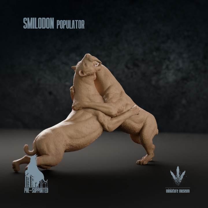 Smilodon populator : Territorial Fighting image