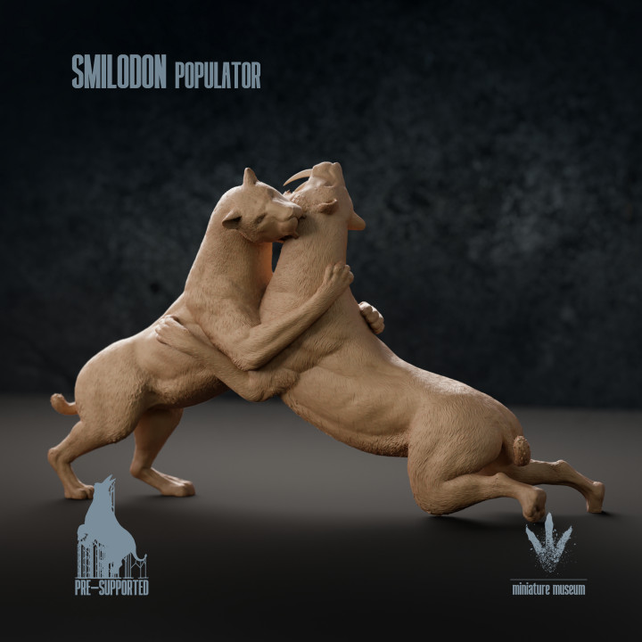 Smilodon populator : Territorial Fighting