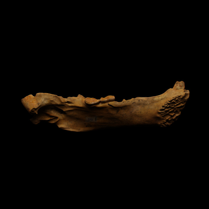 Jaw of a cave bear image