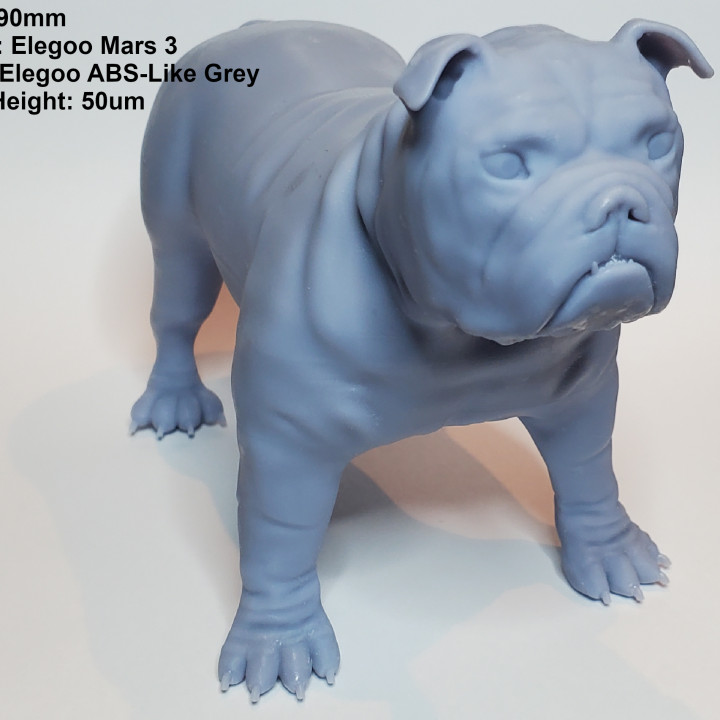 English Bulldog (Pre-Supported) image
