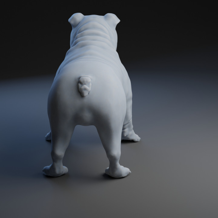 English Bulldog (Pre-Supported) image
