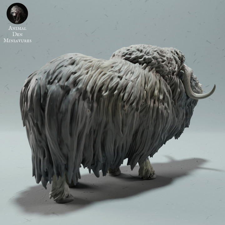 Musk Ox Ram Calling