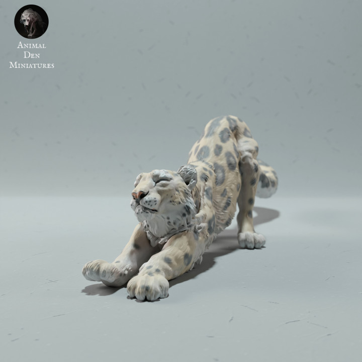 Snow Leopard Stretching