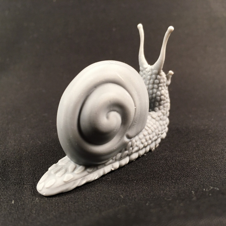 Snail image