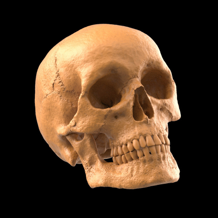 3D Printable Human skull by CUBILES