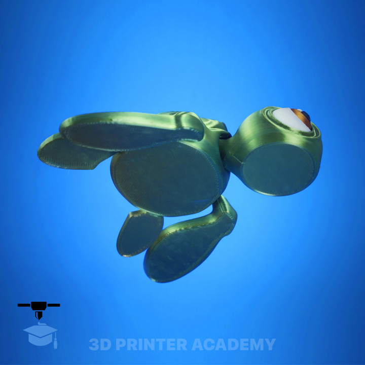 Baby Turtle