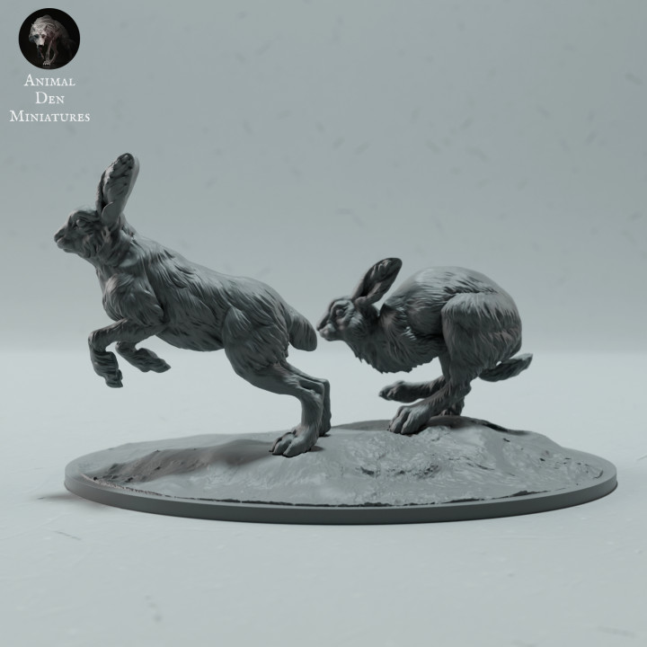 Arctic Hares Run