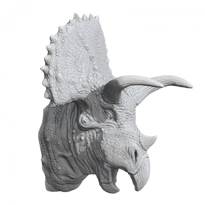 Triceratops Bust image