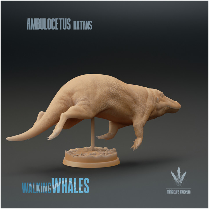 Ambulocetus natans : The Walking Whale image